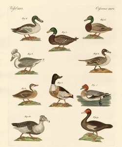 Verschiedene Arten von Enten von German School