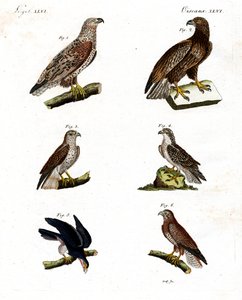 Verschiedene Arten von Greifvögeln
