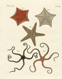 Verschiedene Arten von Seesternen von German School