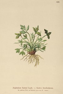 Dolomiten-Schwarzfarn (Asplenium Seelosii)