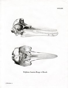 Delfinschädel