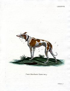 Haushund