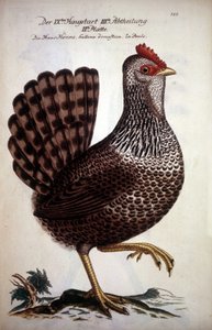 Haushuhn - Deutsche Abhandlung des 18. Jahrhunderts. von German School