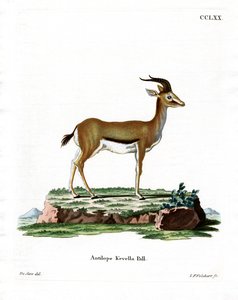 Dorkasgazelle
