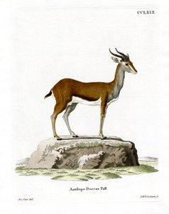Dorkasgazelle