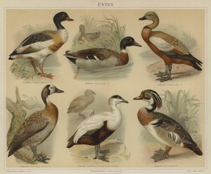 Enten von German School