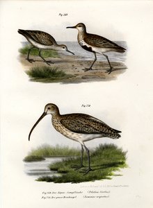 Alpenstrandläufer, 1864 von German School