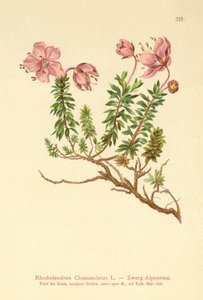 Zwerg-Alpenrose