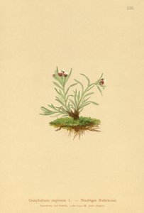 Zwerg-Ruhrkraut (Gnaphalium supinum)