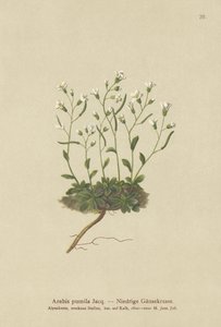 Zwerg-Gänsekresse (Arabis pumila)
