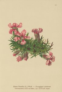 Zwerg-Seifenkraut