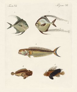 Ostindische Fische
