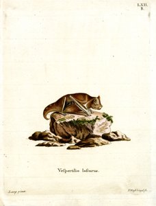 Östliche Rote Fledermaus
