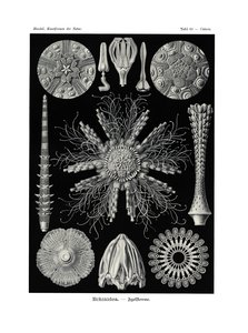 Echinidea von German School