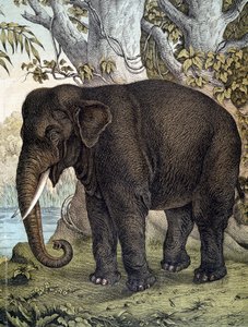 Elefant - in „Naturgeschichte der Säugetiere“, hrsg. von Schreiber, München