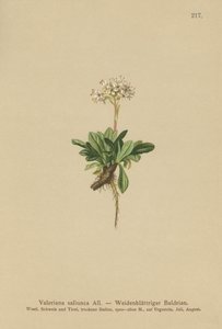 Ganzblättriger Baldrian (Valeriana saliunca)