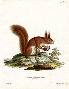 Eurasisches Eichhörnchen