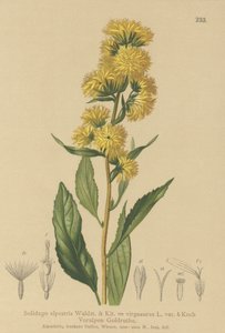 Europäische Goldrute (Solidago alpestris, Solidago virgaurea)