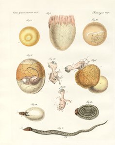 Evolution von Hühnern, Tauben und Schlangen aus Eiern von German School