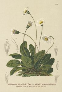 Falsche Aster (Bellidiastrum michellii)