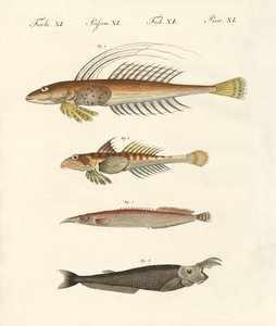 Fisch mit seltsamer Form