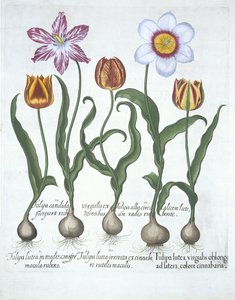 Fünf Tulpen, aus Hortus Eystettensis von Basil Besler (1561-1629), veröffentlicht 1613 von German School