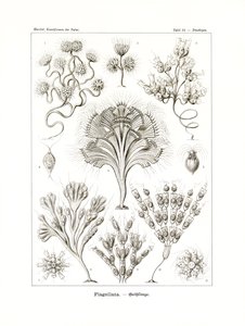 Flagellata von German School