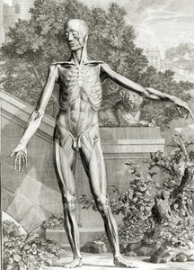 Gehäuteter Körper, aus Tabellen des Skeletts und der Muskeln des menschlichen Körpers von Bernard Siegfried Albinus (1697-1770) 1747