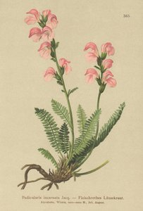 Fleischrosa Läusekraut (Pedicularis incarnata)