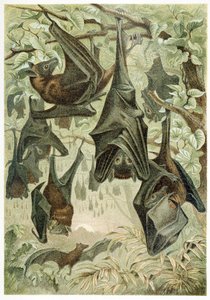 Flughunde, aus Brehms Tierleben, veröffentlicht 1860er Jahre