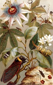 Ausländische Zikaden, Tafel aus Brehms Tierleben: Allgemeine Kunde des Tierreichs, Bd. 9, S. 637, veröffentlicht vom Bibliographischen Institut, 1892 von German School