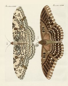 Ausländische Schmetterlinge (Farbstich) von German School