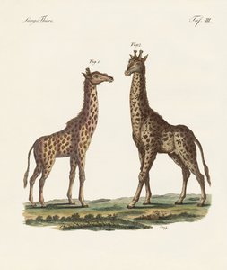 Vierfüßige Tiere