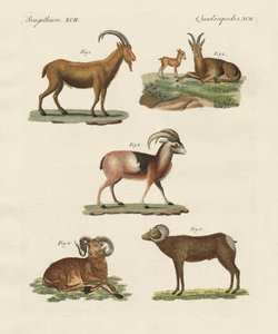 Vierfüßige Tiere