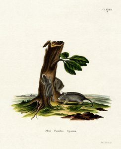 Vierstreifen-Grasmäuse von German School