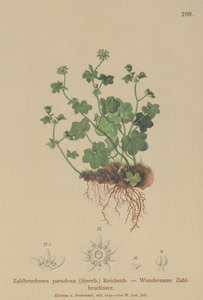 Zerbrechlicher Steinbrech (Zahlbrucknera paradoxa, Saxifraga paradoxa)