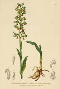 Frosch-Knabenkraut von German School