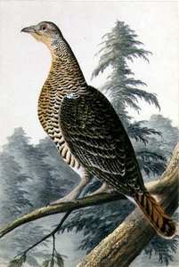 Wildvogel, ca. 1740