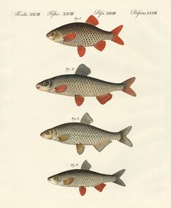 Deutsche Flussfische
