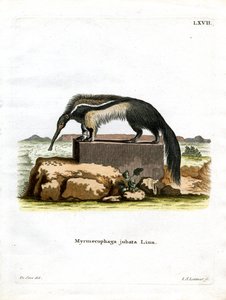 Großer Ameisenbär
