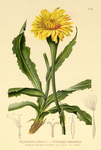 Großes Katzenohr