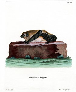 Riesenhausfledermaus