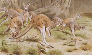 Riesenkänguru, Tafel aus Brehms Tierleben: Allgemeine Kunde des Tierreichs, Bd.3, S.635, veröffentlicht vom Bibliographischen Institut, 1891