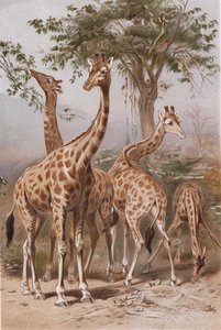 Giraffe, Tafel aus Brehms Tierleben: Allgemeine Kunde des Tierreichs, Bd.3, S.9, veröffentlicht vom Bibliographischen Institut, 1891 von German School