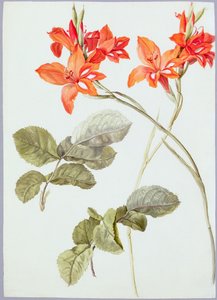 Gladiolen und Rosenblätter, ca. 1790 von German School