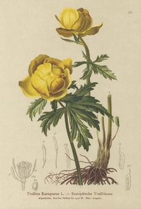 Trollblume (Trollius Europaeus)