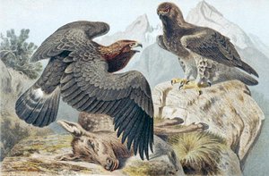 Steinadler, Tafel aus "Brehms Tierleben: Allgemeine Kunde des Tierreichs" Bd.6, S.266, veröffentlicht vom Bibliographischen Institut von German School