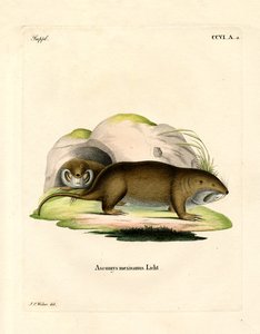 Taschenratte von German School