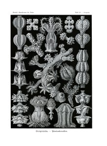 Gorgonida von German School