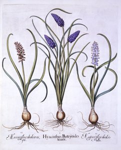 Traubenhyazinthen, aus Hortus Eystettensis, von Basil Besler, 1613